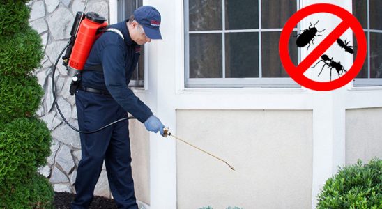 Yığılca Fare İlaçlama böcek ilaçlama ve haşere kontrolü — ilaclama-tr.com